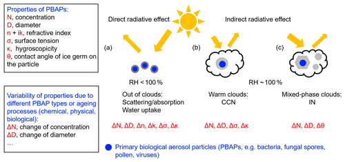 Acp Sensitivities To Biological Aerosol Particle Properties And Ageing Processes Potential Implications For Aerosol Cloud Interactions And Optical Properties