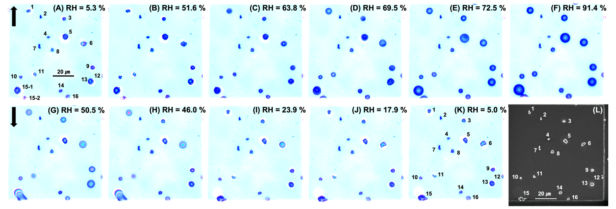 Size Dependence of Liquid–Liquid Phase Separation by in Situ Study of  Flowing Submicron Aerosol Particles