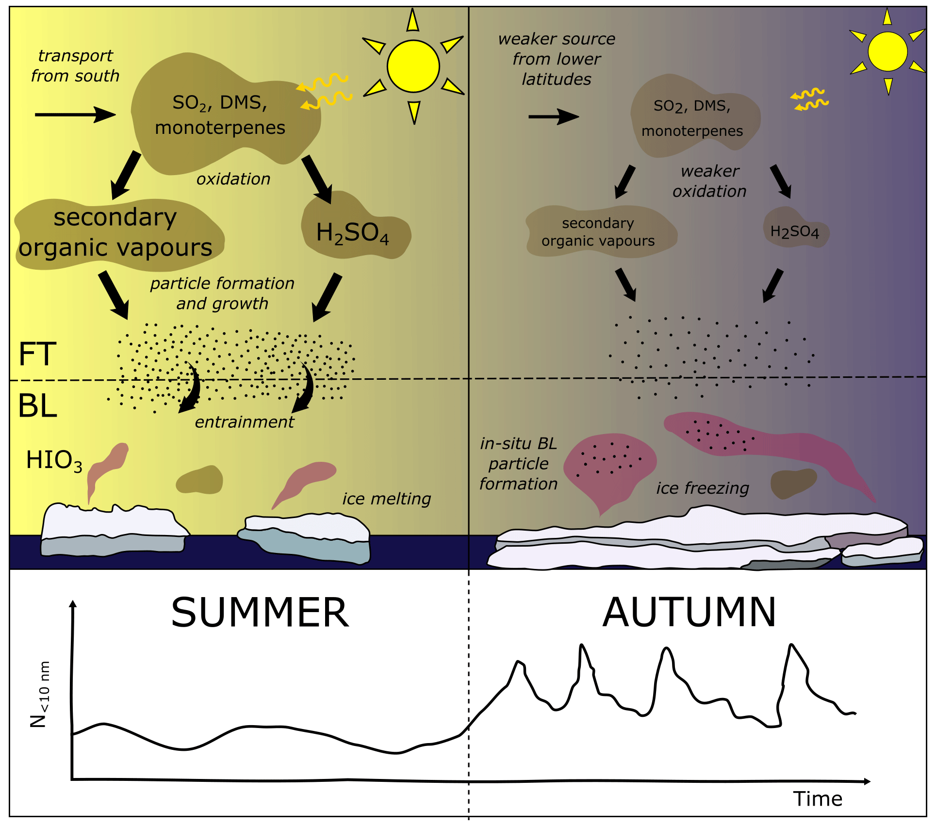 The Marginal Ice Zone as a dominant source region of atmospheric mercury  during central Arctic summertime